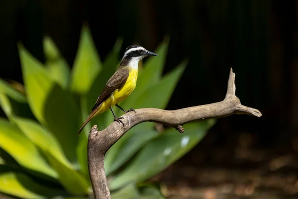 Yellow Bird Brazil Great Kiskadee Also Know Bem Perched Top — Stock Photo, Image