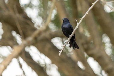 Shiny Cowbird, Chupim ya da Mirlo olarak da bilinir. Brezilya 'nın en tipik siyah kuşunun tüm güzelliği ve varlığı. Tür Molothrus bonariensis. Kuş gözlemcisi. Kuşçuluk