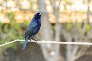 Shiny Cowbird, Chupim ya da Mirlo olarak da bilinir. Brezilya 'nın en tipik siyah kuşunun tüm güzelliği ve varlığı. Tür Molothrus bonariensis. Kuş gözlemcisi. Kuşçuluk