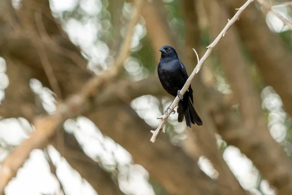 Shiny Cowbird Chupim Mirlo Olarak Bilinir Brezilya Nın Tipik Siyah — Stok fotoğraf