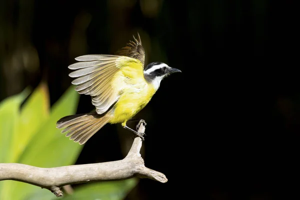 The yellow bird from Brazil. The Great Kiskadee also know as Bem-te-vi perched on a top of tree. Species Pitangus sulphuratus. Animal world. Bird lover. Birdwatching. Flycatcher.