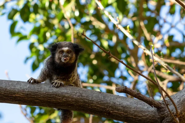 Monkey Tree Black Tufted Marmoset Also Know Mico Estrela Sagui — Fotografia de Stock