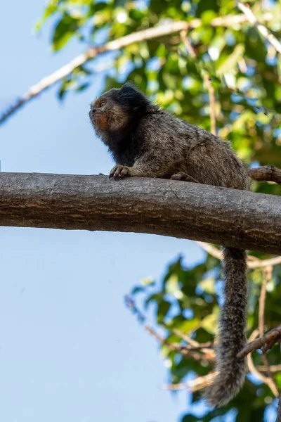 Foto de Sagüidemacaco e mais fotos de stock de Sagui - Sagui, Paraguai,  Animal selvagem - iStock