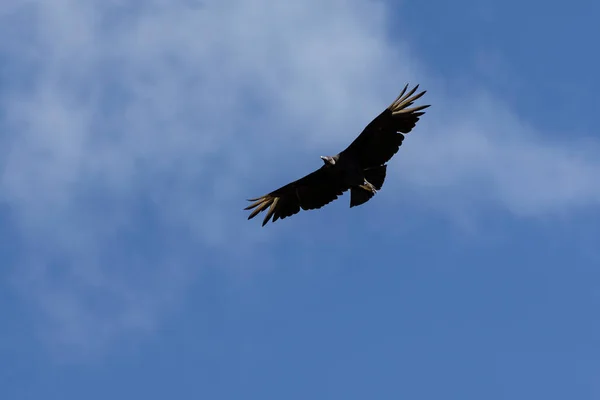 American Black Vultures Also Know Urubu Flying Blue Sky Species — ストック写真