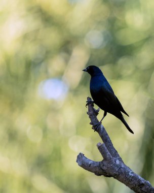 Shiny Cowbird 'ün silueti Chupim ya da Mirlo olarak da bilinir. Brezilya 'nın en tipik siyah kuşunun tüm güzelliği ve varlığı. Tür Molothrus bonariensis. Kuş gözlemcisi. kuşçuluk