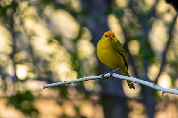 Male Saffron Finch Also Known Canario Chirigue Azafranado Yellow Bird — Stockfoto