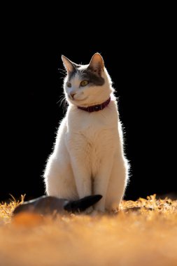 A beautiful female white cat with gray ears siting on the lawn of the house's garden. Sunbathing time. Animal world. Pet lover. Animal lover. Cat. Lover.