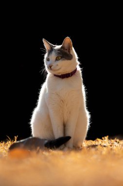 A beautiful female white cat with gray ears siting on the lawn of the house's garden. Sunbathing time. Animal world. Pet lover. Animal lover. Cat. Lover.