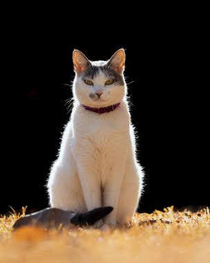 A beautiful female white cat with gray ears siting on the lawn of the house's garden. Sunbathing time. Animal world. Pet lover. Animal lover. Cat. Lover.