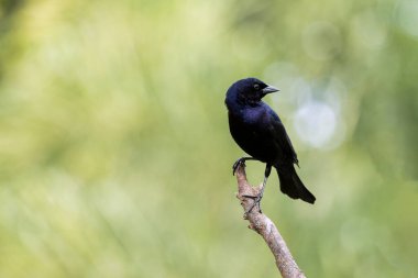 Shiny Cowbird, Chupim ya da Mirlo olarak da bilinir. Brezilya 'nın en tipik siyah kuşunun tüm güzelliği ve varlığı. Tür Molothrus bonariensis. Kuş gözlemcisi. Kuşçuluk