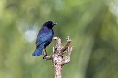 Shiny Cowbird, Chupim ya da Mirlo olarak da bilinir. Brezilya 'nın en tipik siyah kuşunun tüm güzelliği ve varlığı. Tür Molothrus bonariensis. Kuş gözlemcisi. Kuşçuluk