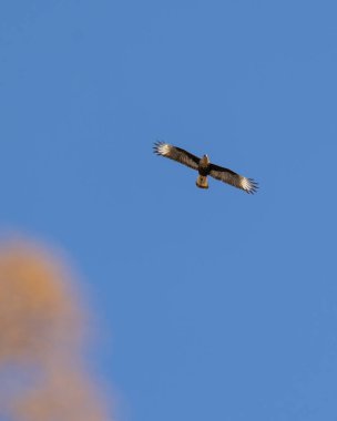 Brezilya Şahini. Crested Caracara Carcara ya da Carancho olarak da bilinir. Tür Caracara planküsü. Hayvanlar Dünyası. Kuş sever. Kuş gözlemciliği. kuşçuluk.