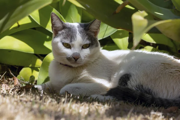 Beautiful Female White Cat Gray Ears Siting Lawn House Garden — Stock fotografie