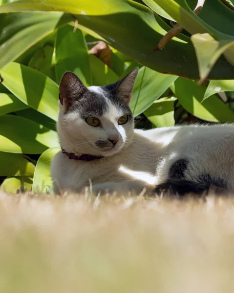 Beautiful Female White Cat Gray Ears Siting Lawn House Garden — ストック写真