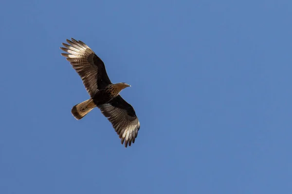 Brazilian Hawk Crested Caracara Also Know Carcara Carancho Flying Hunt — ストック写真