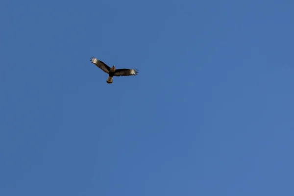 Falcão Brasileiro Crested Caracara Também Conhecido Como Carcara Carancho Voando — Fotografia de Stock