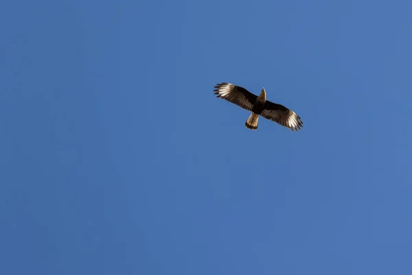 Falcão Brasileiro Crested Caracara Também Conhecido Como Carcara Carancho Voando — Fotografia de Stock