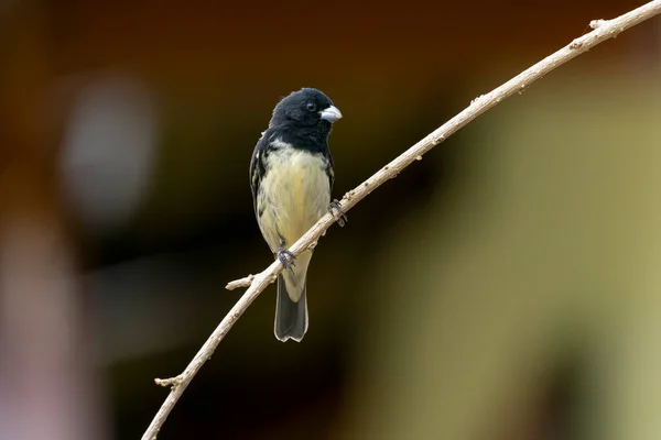 Male Yellow Bellied Seedeater Also Know Coleiro Semillero Singing Tree — 图库照片