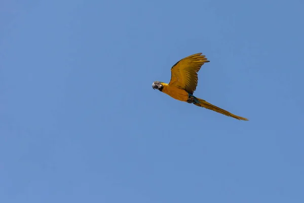 A Blue-and-yellow Macaws in flight.  Species Ara ararauna also know as Arara Canide. It is the largest South American parrot. Birdwatching. Bird lover. Birding.