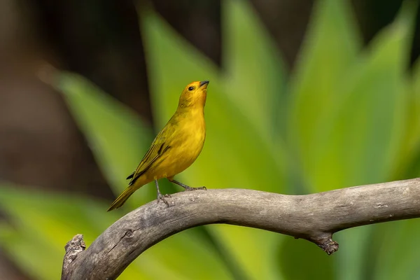 Male Saffron Finch Also Known Canario Chirigue Azafranado Yellow Bird — Stock Fotó