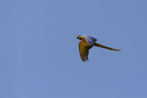 A Blue-and-yellow Macaws in flight.  Species Ara ararauna also know as Arara Canide. It is the largest South American parrot. Birdwatching. Bird lover. Birding.