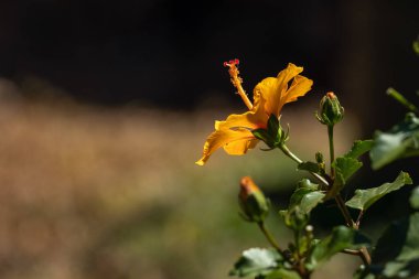 Bahçede turuncu amber çiçeği. Doğa.