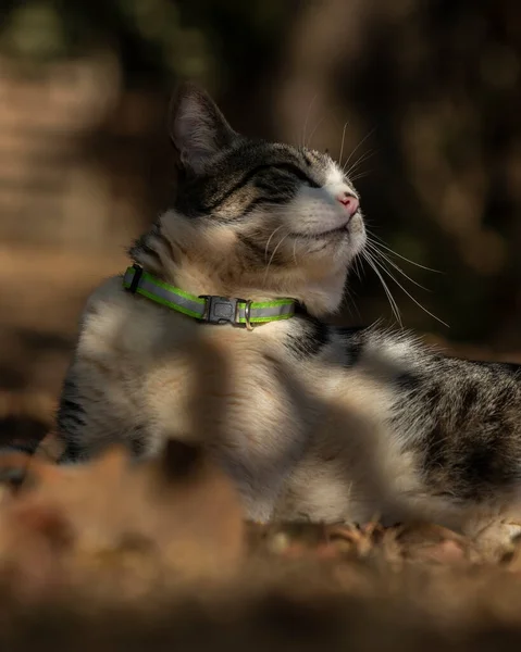家の庭の芝生の上にはオスのタビー猫が横たわっていた 日光浴 動物界 ペット好き 猫好き アメリカンワイヤーヘア — ストック写真