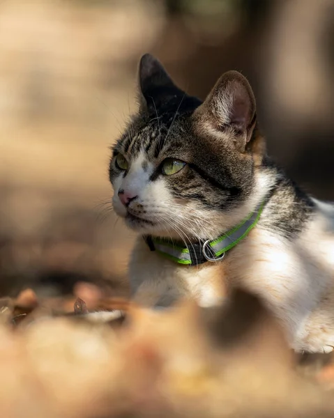 一只雄性胖胖的猫躺在房子花园里的草地上 日光浴动物世界宠物情人 爱猫的人美式长发 — 图库照片