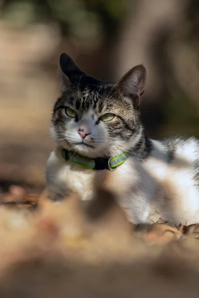 家の庭の芝生の上にはオスのタビー猫が横たわっていた 日光浴 動物界 ペット好き 猫好き アメリカンワイヤーヘア — ストック写真