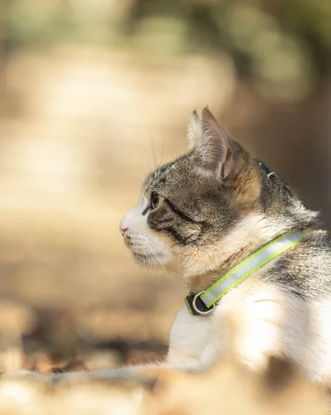 Een Mannelijke Kat Het Gras Tuin Van Het Huis Zonnebaden — Stockfoto