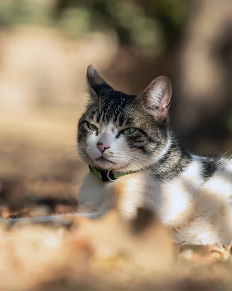 Een Mannelijke Kat Het Gras Tuin Van Het Huis Zonnebaden — Stockfoto