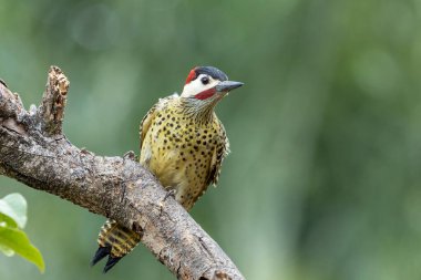 Pica-pau ya da Carpintero olarak da bilinen yeşil çizgili bir ağaçkakan dala tünemişti. Tür Colaptes melanokloros. Kuş gözlemciliği. Kuşçuluk. Kuş sever..