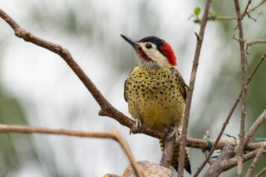 Pica-pau ya da Carpintero olarak da bilinen yeşil çizgili bir ağaçkakan dala tünemişti. Tür Colaptes melanokloros. Kuş gözlemciliği. Kuşçuluk. Kuş sever..