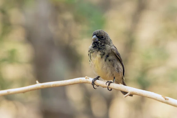 Varón Vientre Amarillo Seedeater También Conocido Como Baiano Encaramado Una —  Fotos de Stock