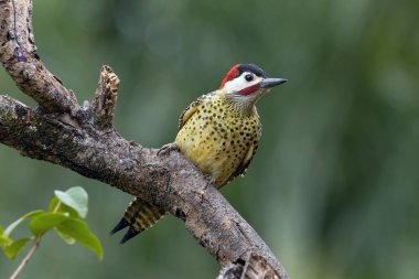 Pica-pau ya da Carpintero olarak da bilinen yeşil çizgili bir ağaçkakan dala tünemişti. Tür Colaptes melanokloros. Kuş gözlemciliği. Kuşçuluk. Kuş sever..