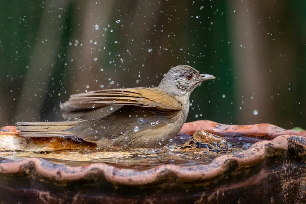 ペール ブレスト スラッシュは 飲料噴水でサビア バランコ入浴としても知られています 種Turdus Leucomelas 鳥好き バードウォッチング — ストック写真