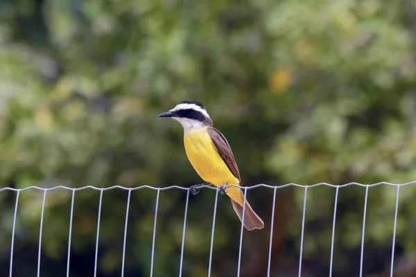 Žlutý Pták Brazílie Velký Kiskadee Také Bem Sedí Drátěném Plotě — Stock fotografie