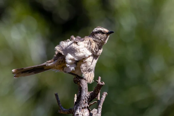 Gesso Browed Beffardo Sabia Campo Appollaiato Albero Uccello Tipico Della — Foto Stock