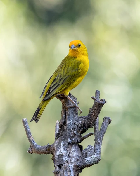 Male Saffron Finch Also Known Canario Chirigue Azafranado Yellow Bird — Photo