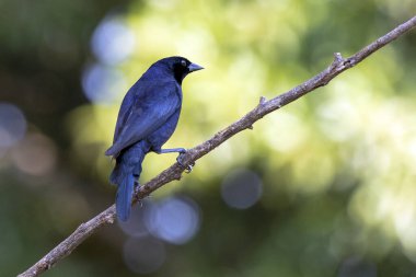 Shiny Cowbird, Chupim ya da Mirlo olarak da bilinir. Brezilya 'nın en tipik siyah kuşunun tüm güzelliği ve varlığı. Tür Molothrus bonariensis. Kuş gözlemcisi. Kuşçuluk