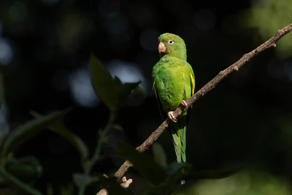 Plain Parakeet Perched Branch Species Brotogeris Chiriri Typical Parakeet Brazilian — Stock Photo, Image