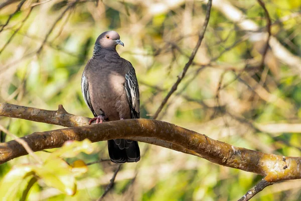 Picazuro Güvercini Asa Branca Olarak Bilinir Brezilya Özgü Büyük Güvercin — Stok fotoğraf
