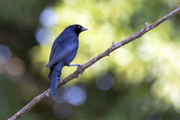 Shiny Cowbird Also Know Chupim Mirlo All Beauty Presence Most — Zdjęcie stockowe