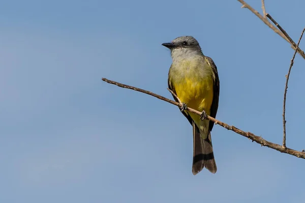 Tropikalny Kingbird Znany Również Jako Suiriri Usiadł Gałęziach Drzewa Gatunek — Zdjęcie stockowe