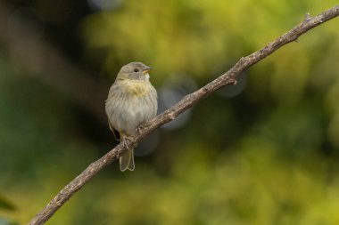 A female of Saffron Finch also known as Canario or Chirigue Azafranado is a yellow bird typical of Brazil. Species Sicalis flaveola. Birdwatcher.  Bird lover. Birding. Yellow bird.