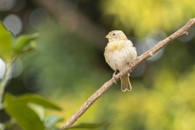 A female of Saffron Finch also known as Canario or Chirigue Azafranado is a yellow bird typical of Brazil. Species Sicalis flaveola. Birdwatcher.  Bird lover. Birding. Yellow bird.