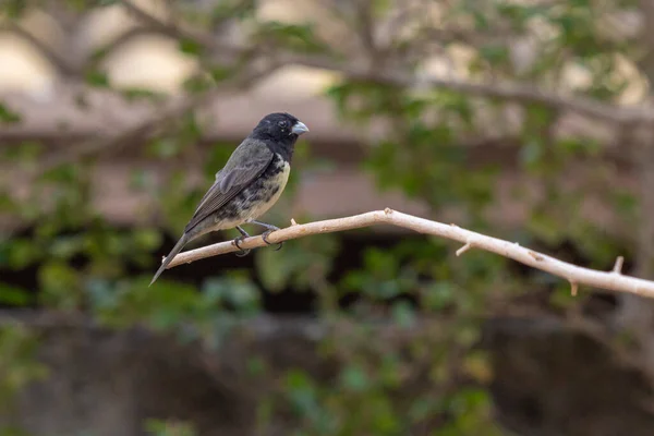 Male Yellow Bellied Seedeater Also Know Baiano Perched Tree Branch — Stock Photo, Image