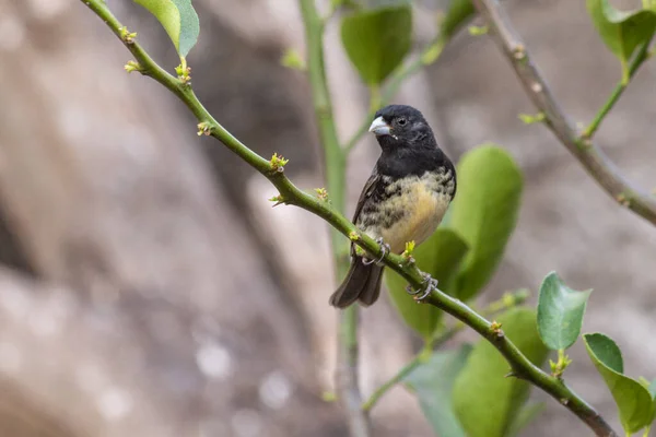 Männchen Des Gelbbauchseedeaters Auch Als Baiano Bekannt Hockt Auf Einem — Stockfoto