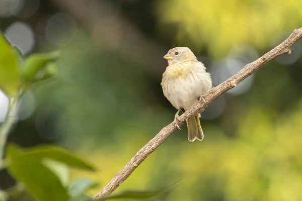 Female Saffron Finch Also Known Canario Chirigue Azafranado Yellow Bird — Stockfoto