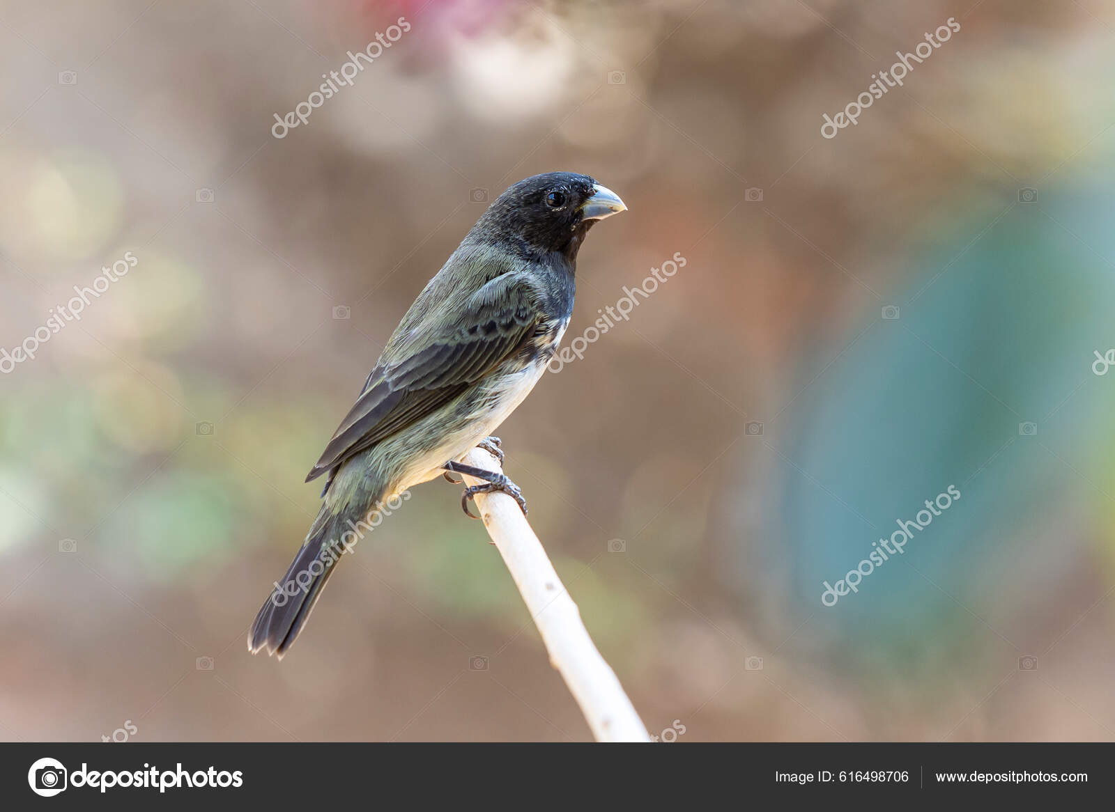 Dubois's Seedeater Also Know Papa Capim Perched Branch Species Sporophila  Stock Photo by ©f.calmon.me.com 616498706